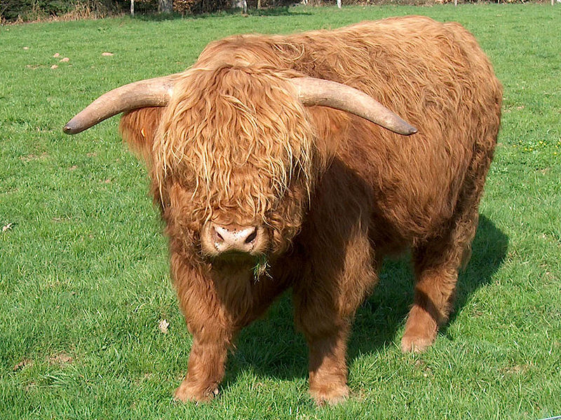Fil:Cow highland cattle.jpg