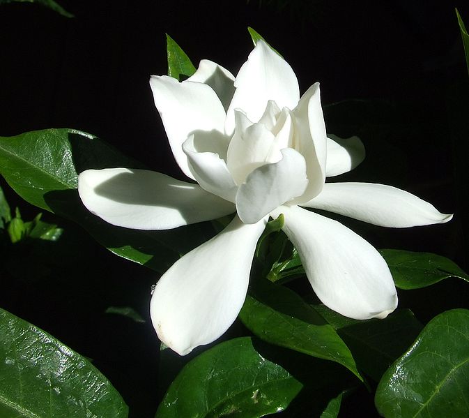 Fil:Gardenia Flower.jpg