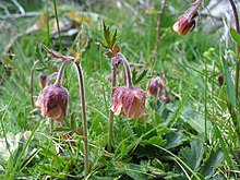 Geum rivale1Juan Sanchez.jpg