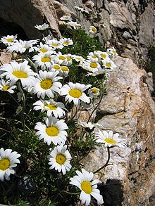 Alpprästkrage (L. alpinum)