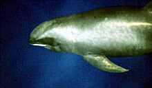 Melon-headed whale large.jpg