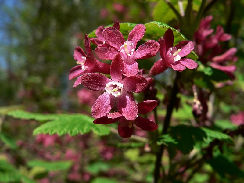 Fil:Ribes sanguineum 03762.JPG