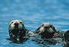 Havsuttern är ett exempel på en mängd djurarter som drabbades mycket hårt av den miljökatastrof som oljetankern Exxon Valdez orsakade 1989. Prince William-sundet, där Exxon Valdez grundstötte, kännetecknas av sitt rika djurliv och känsliga ekologiska system.
