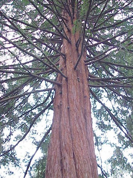 Fil:Sequoia sempervirens0.jpg