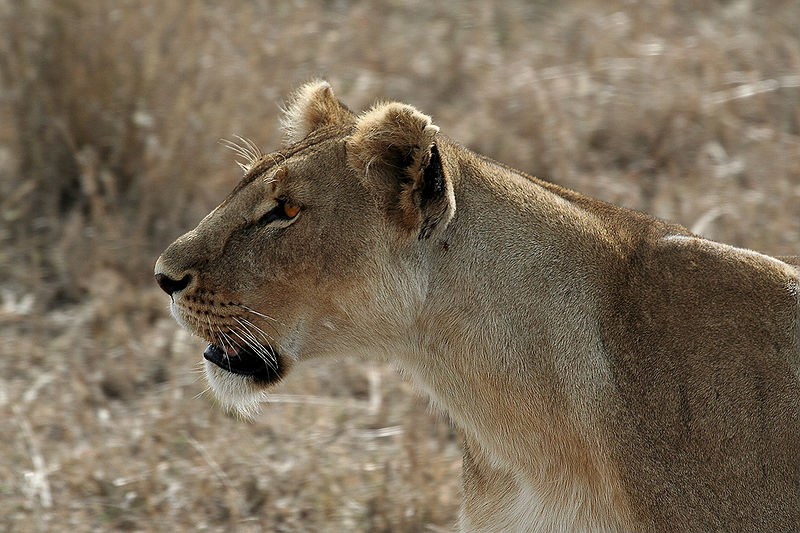 Fil:Serengeti Lion 1.jpg