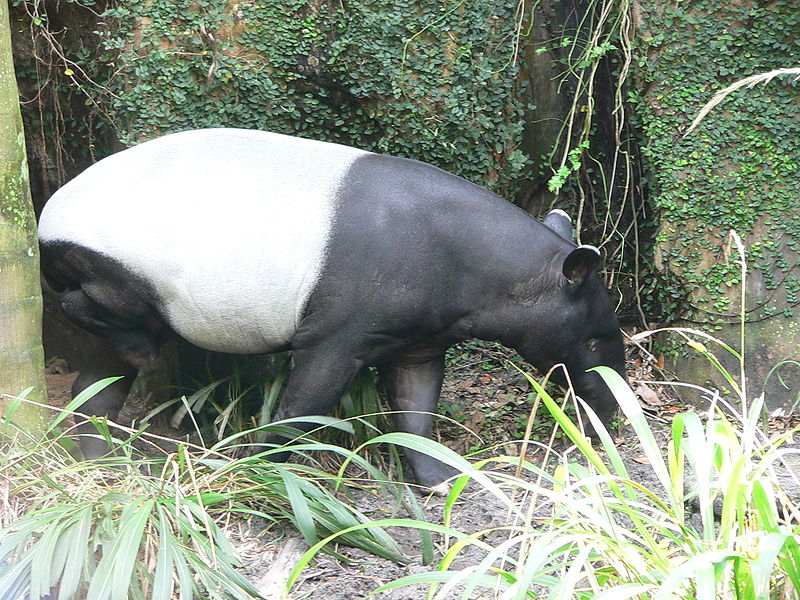 Fil:Tapirus indicus.jpg