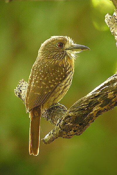 Fil:White whiskered puffbird.jpg