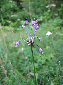 Allium carinatum.jpg