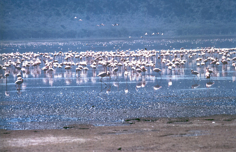 Fil:Lake Nakuru flamingos.jpg