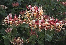 Lonicera caprifolium1LEST.jpg