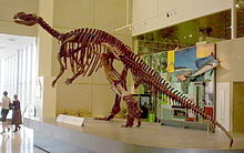 skelett av Muttaburrasaurus