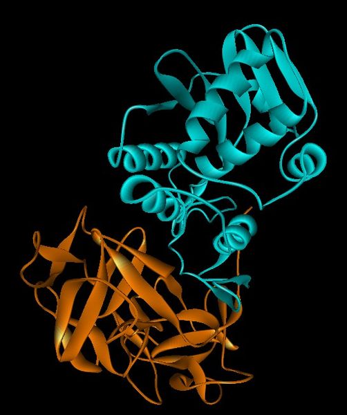 Fil:Ricin structure.jpg