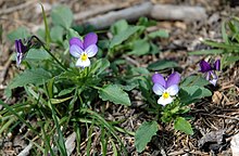 Vanlig styvmorsviol (Viola tricolor ssp. tricolor)