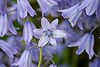 Wild Hyacinthus Zoom.jpg