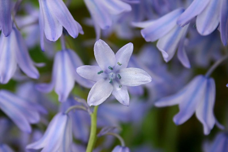 Fil:Wild Hyacinthus Zoom.jpg