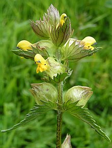 Yellow-rattle close 700.jpg