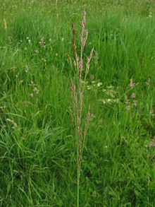 Fil:Agrostis stolonifera.jpeg