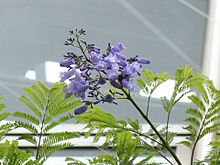 Jacaranda mimosifolia1SHSU.jpg