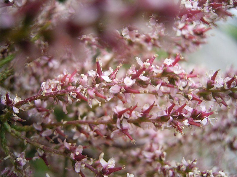 Fil:Tamarix gallica bloemen.jpg