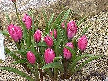Tulipa pulchella1.jpg