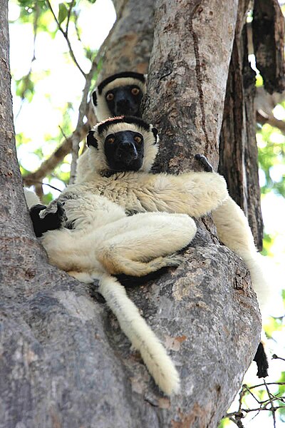 Fil:Verreauxs Sifika Kirindy Madagascar.jpg