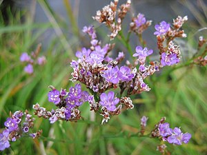 Limonium vulgare.jpeg