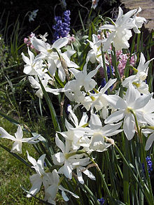 Narcissus 'Thalia'