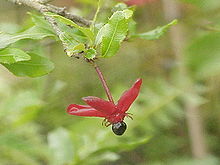 Mussepiggbuske (Ochna serrulata)