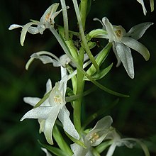Nattviol (Platanthera bifolia