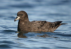 Större sotpetrell (Procellaria cinerea)