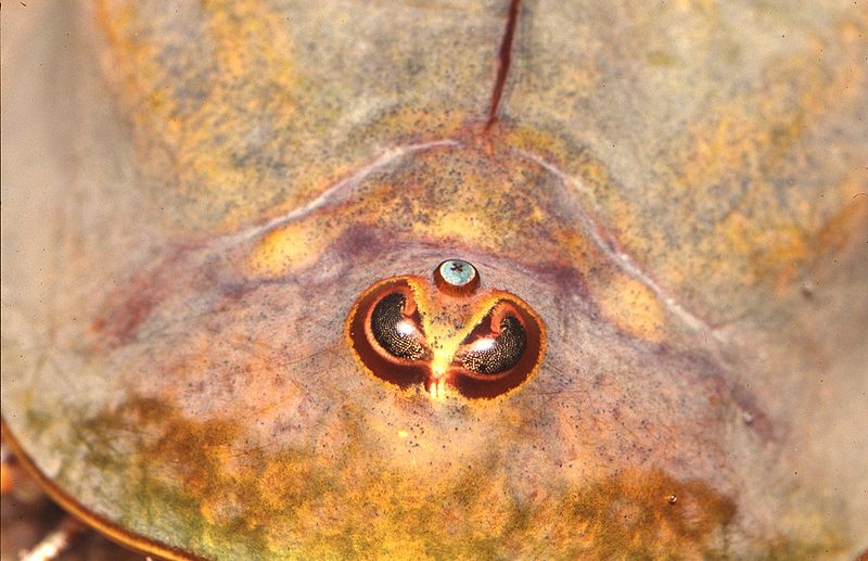 Fil:Triops closeup.jpg