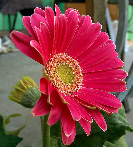 Gerbera, troligen en hybrid