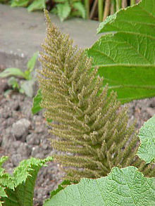 Röd jättegunnera (Gunnera tinctoria)