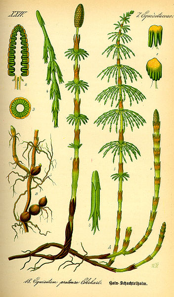 Fil:Illustration Equisetum pratense0.jpg