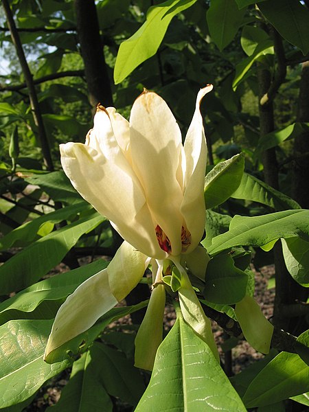 Fil:Magnolia tripetala JPG1b.jpg