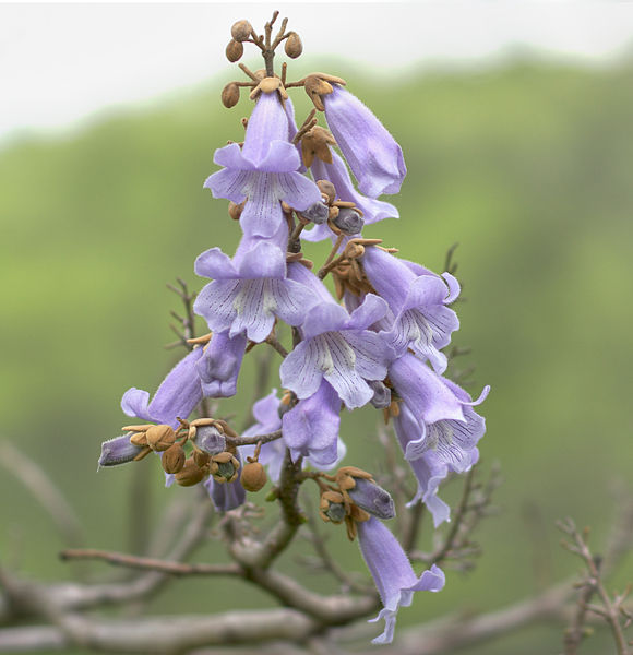 Fil:Paulownia tomentosa150737420.jpg