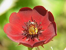 Potentilla atrisanguinea0.jpg