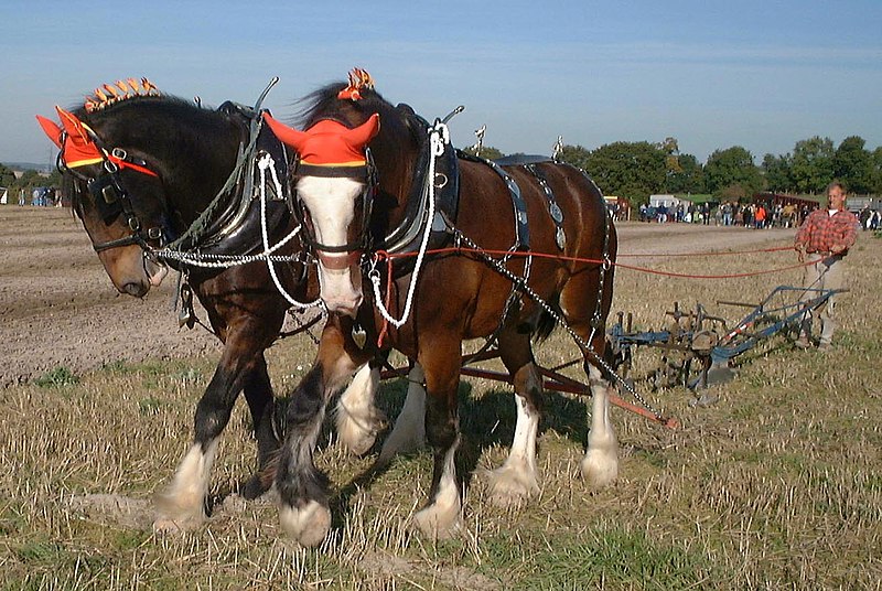 Fil:Shire horses ploughing.jpg