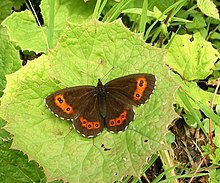 Erebia ligea01.jpg