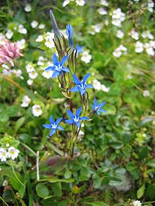 Gentiana nivalis.jpg