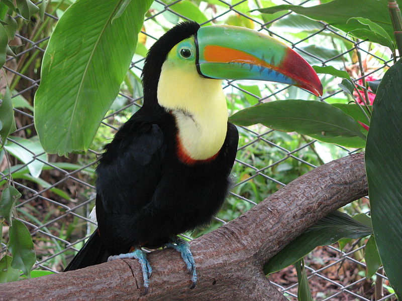 Fil:Keel-billed toucan, costa rica.jpg