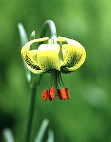 Pyreneisk lilja (subsp. pyrenaicum)