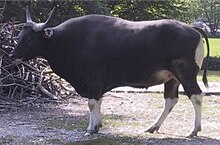 En bantengtjur från Java