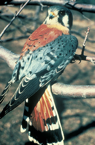 Fil:Americankestrel65.jpg