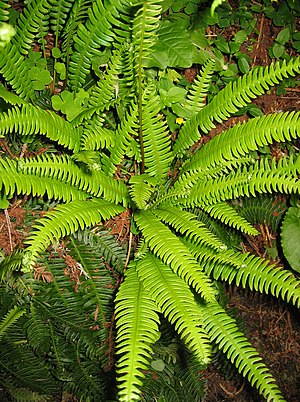 Blechnum spicant.jpg