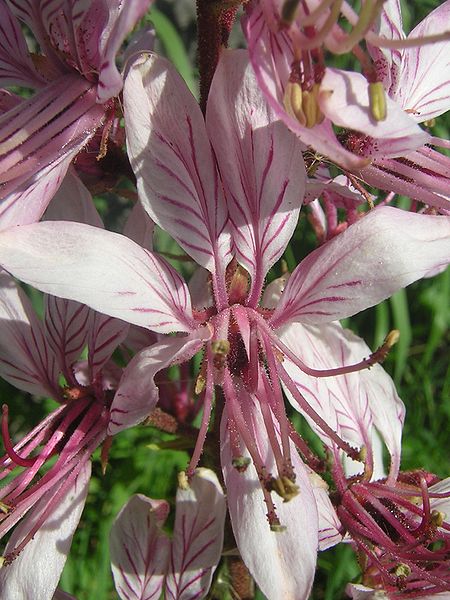 Fil:Dictamnus albus flower.JPG