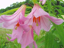 Lilium rubellum.jpg