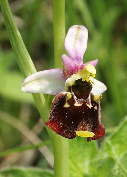 Fil:Ophrys holoserica flower1.jpg