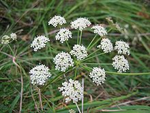 Peucedanum oreoselinum.jpeg