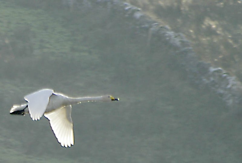 Fil:Whoopers kilfenora2.jpg